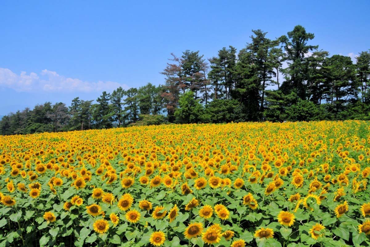 🏞️ 미야야마 고향 교류 공원(미야야마 후루사토 후레아이 코엔) 이미지 9